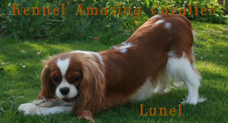 Cavalier king charles spaniel Lunel {Lynel} - Har gang i noget dril. billede 6