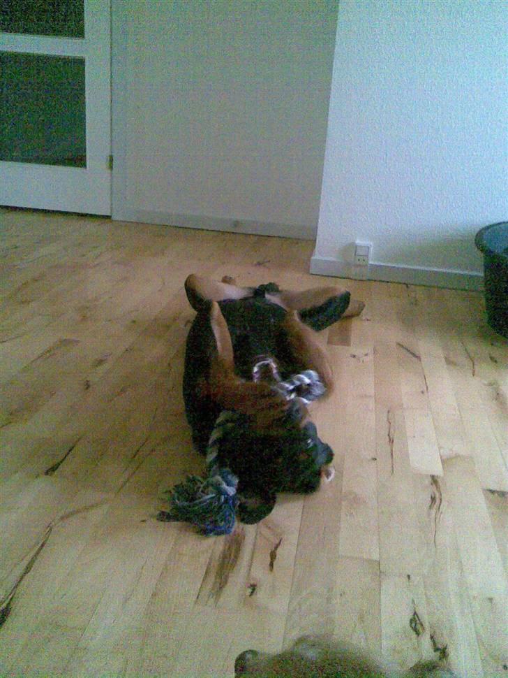 Rottweiler Tenzou RIP billede 15