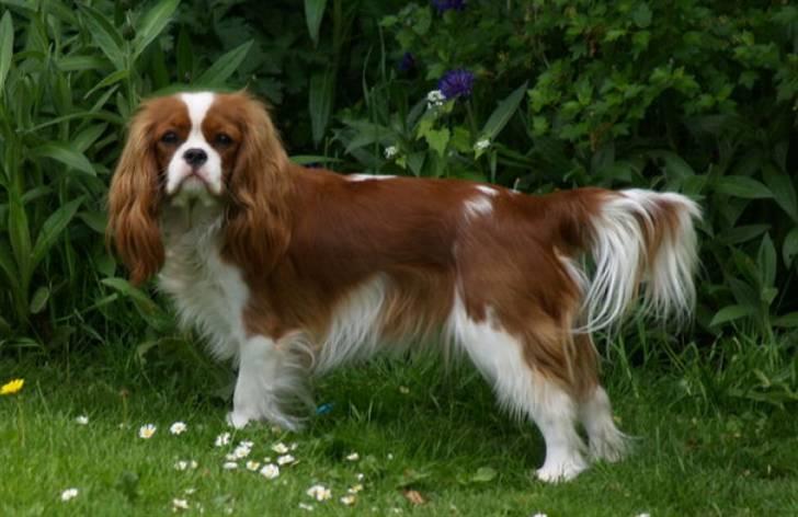 Cavalier king charles spaniel Lunel {Lynel} - Uha, som hun står fint. billede 8