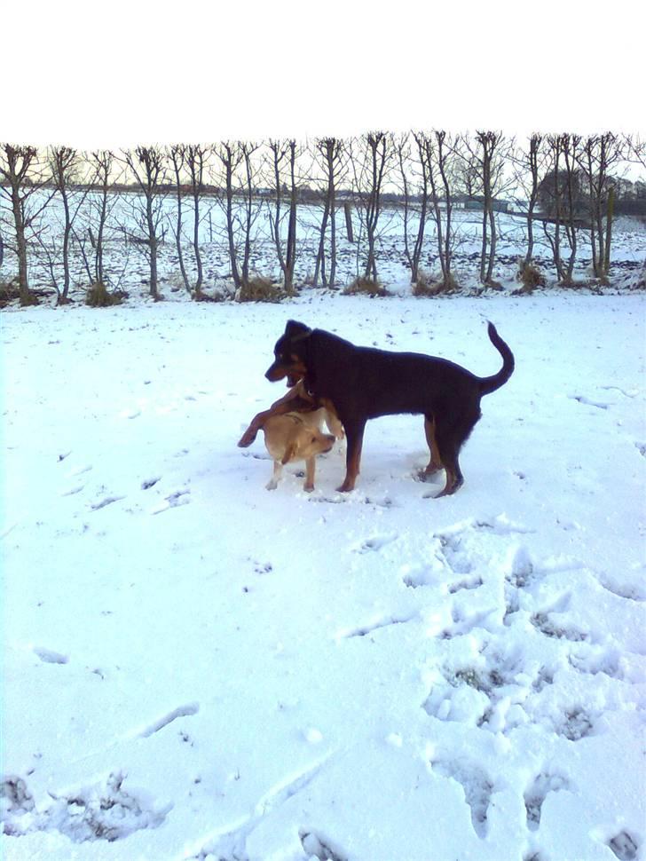 Rottweiler Tenzou RIP billede 16