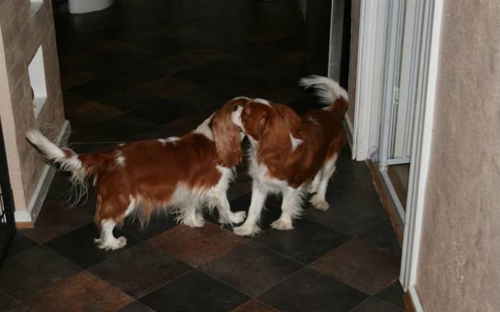 Cavalier king charles spaniel Lunel {Lynel} - Lunel flirter med Jaxon 4 dage før hun skal føde! billede 9