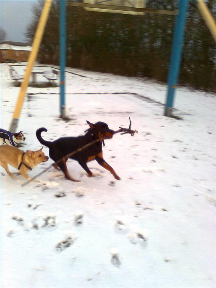 Rottweiler Tenzou RIP billede 17