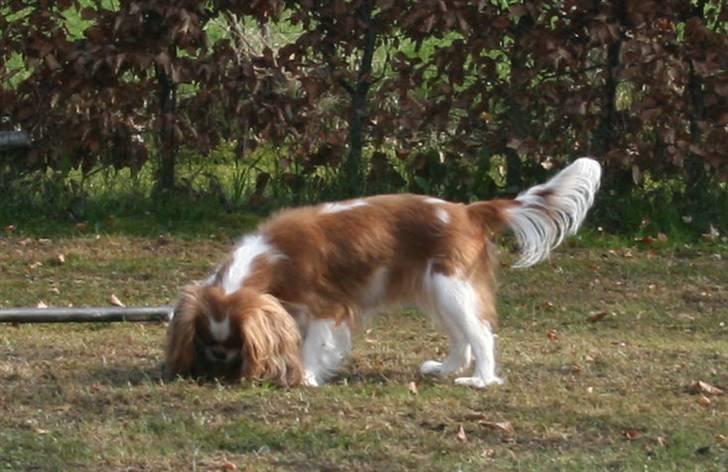 Cavalier king charles spaniel Lunel {Lynel} - Lunel - i haven billede 10