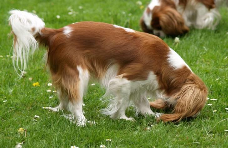 Cavalier king charles spaniel Lunel {Lynel} - Lunel 11 uger efter fødsel billede 11