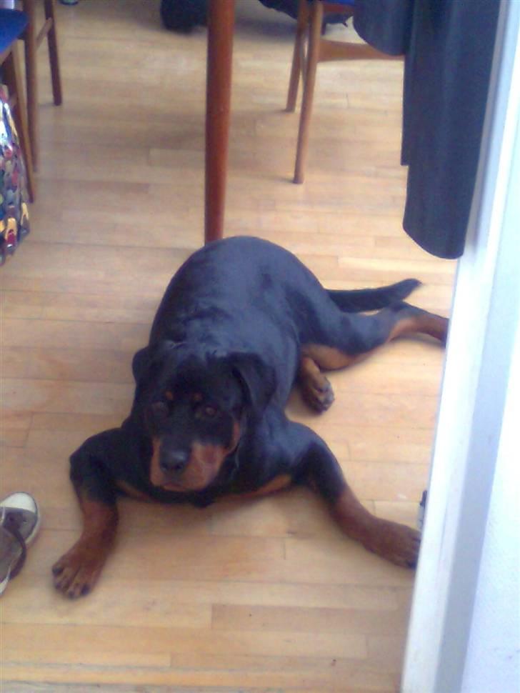 Rottweiler Tenzou RIP billede 18