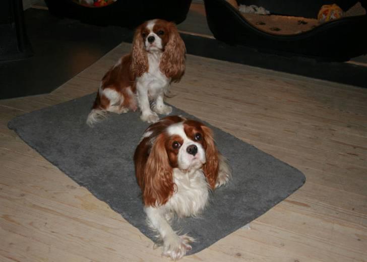 Cavalier king charles spaniel Lunel {Lynel} - Og så lige mor og far. billede 12