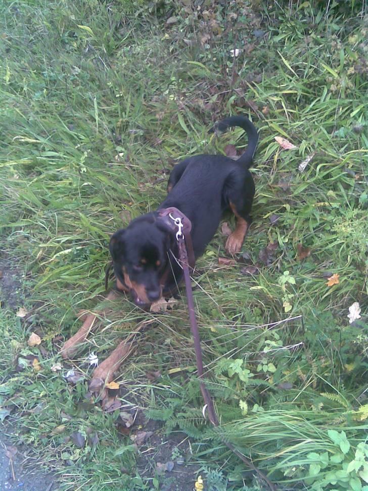 Rottweiler Tenzou RIP billede 19