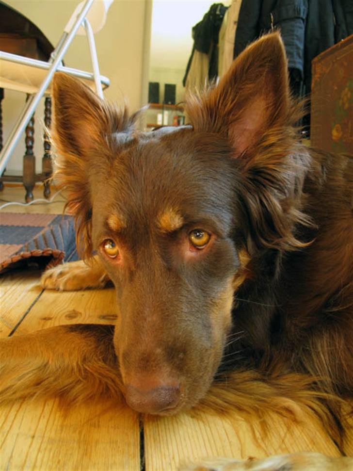 Blanding af racer Laika - Næbdyret stener... billede 15