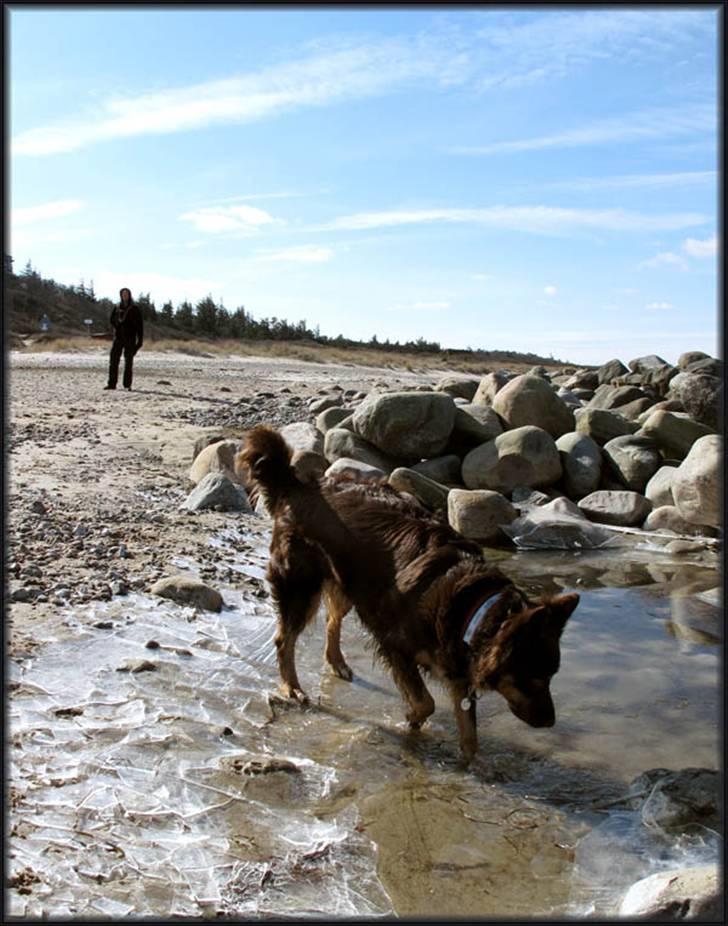 Blanding af racer Laika - Tisvilde strand marts 2009 billede 16