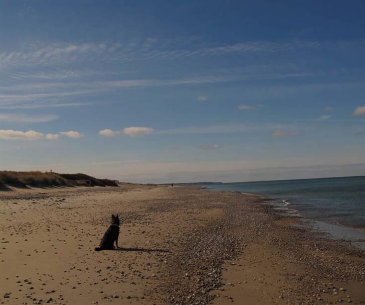 Blanding af racer Laika - Tisvilde strand marts 2009 billede 17