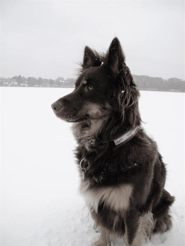 Blanding af racer Laika - Lyngby sø januar 2010 billede 18