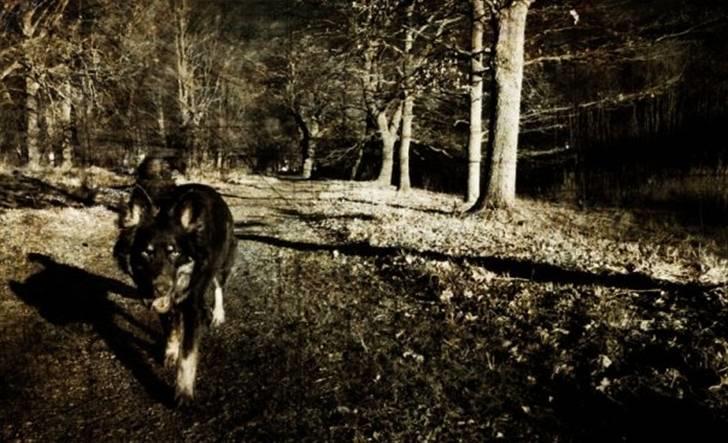 Blanding af racer Laika billede 19