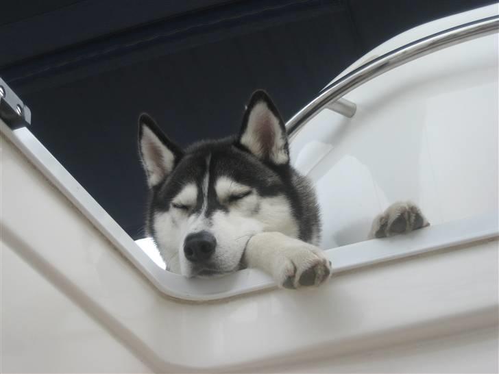 Siberian husky Zico Født i Juelsminde - Nøj hvor er jeg træt. billede 6