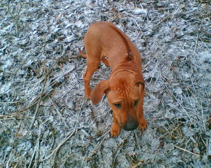 Rhodesian ridgeback Misty - misty som hvalp Ca 6 måneder gammel. billede 7