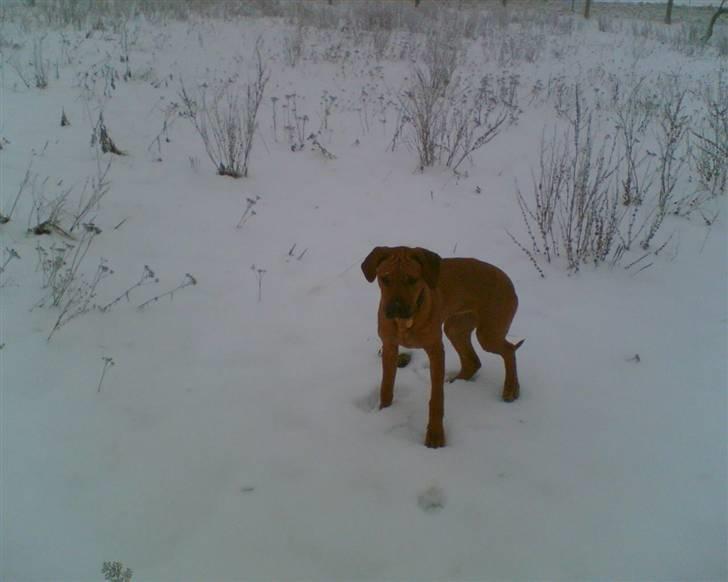 Rhodesian ridgeback Misty billede 8