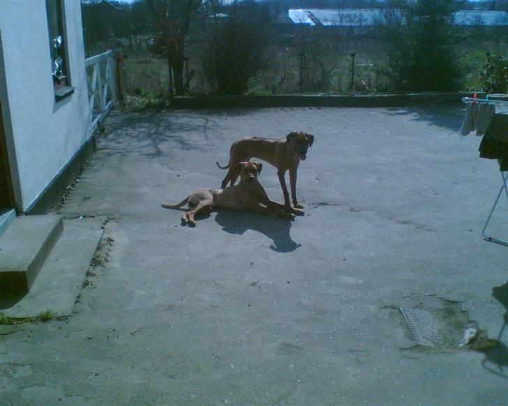 Rhodesian ridgeback Misty billede 9