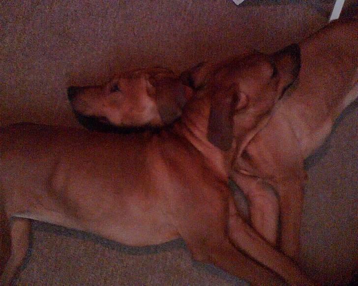 Rhodesian ridgeback Misty - Misty og Champ. billede 10