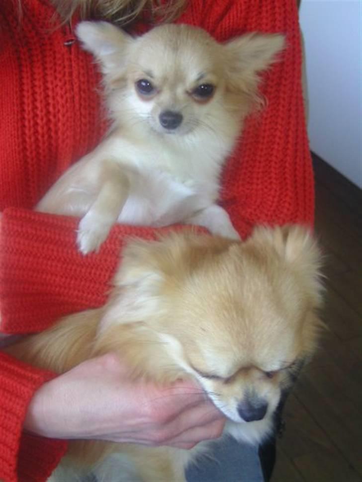Chihuahua lille my  - slapper bare ved min mor <3 billede 10