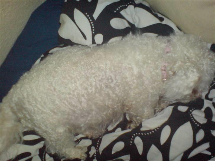 Bichon à poil frisé BIANCA - Bianca højgravid eller drægtig billede 6