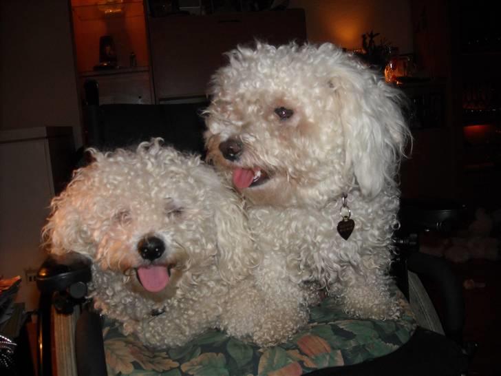 Bichon à poil frisé BIANCA billede 7