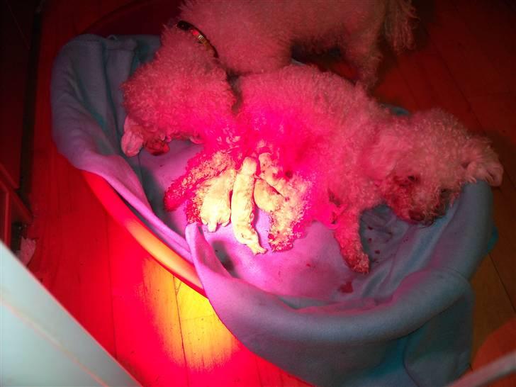 Bichon à poil frisé BIANCA - Bobo var en hjælpsom stolt far under fødslen billede 8