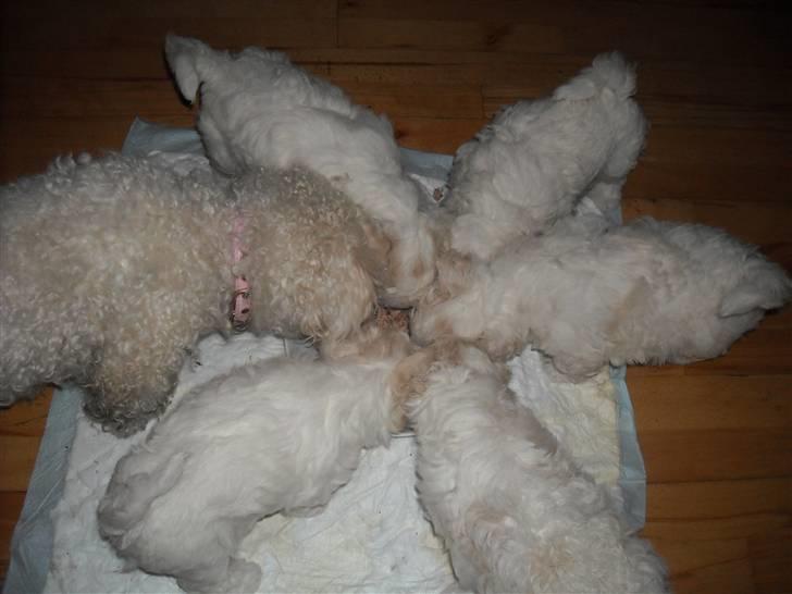 Bichon à poil frisé BIANCA - så er der familiespisning billede 9