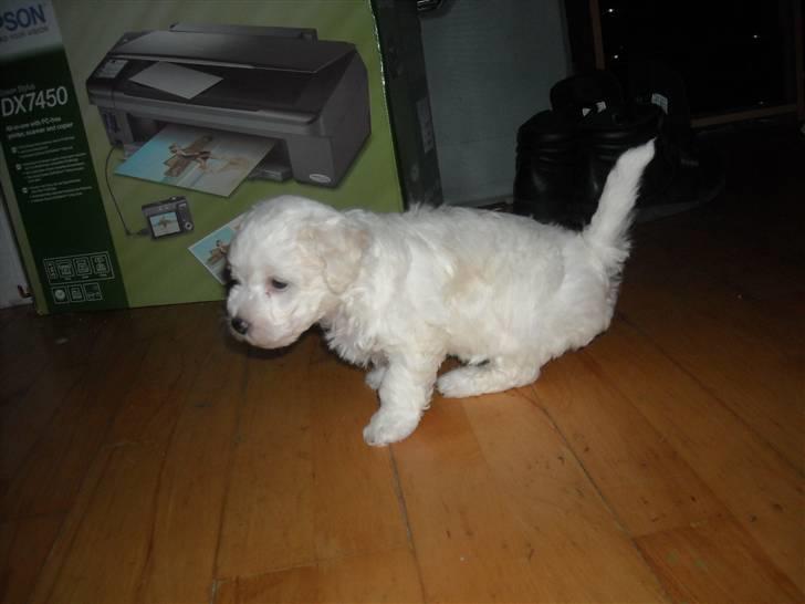 Bichon à poil frisé MONICA billede 1