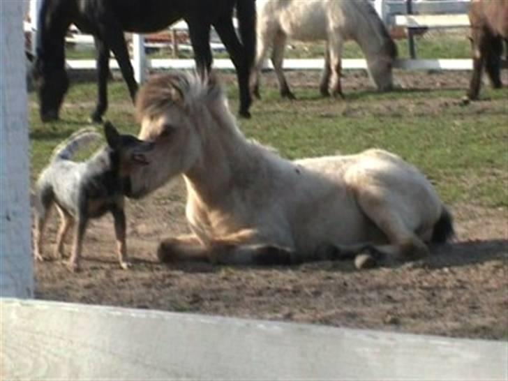 Australsk cattledog Chantal - Sweet Azurs billede 6