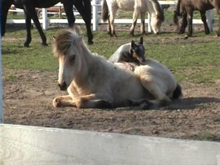 Australsk cattledog Chantal - Sweet Azurs billede 7