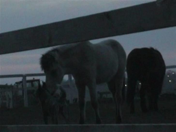 Australsk cattledog Chantal - Sweet Azurs billede 8