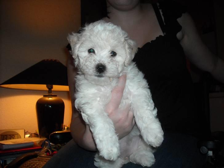 Bichon à poil frisé MONICA billede 2