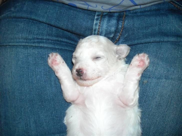 Bichon à poil frisé MONICA billede 3