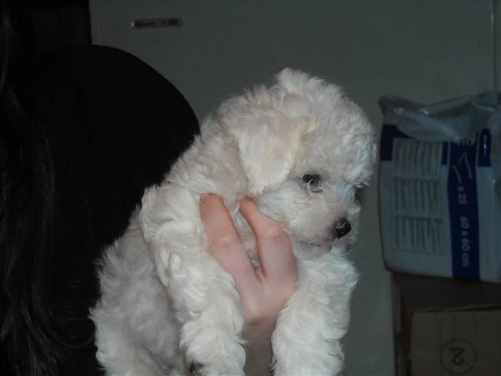 Bichon à poil frisé MONICA billede 4