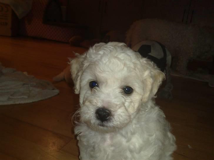 Bichon à poil frisé MONICA billede 5