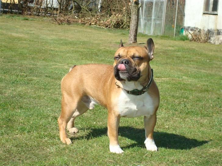 Fransk bulldog Hector - Hector i haven (1½ år) billede 13