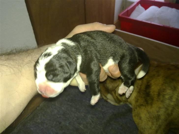 Blanding af racer Luna billede 1