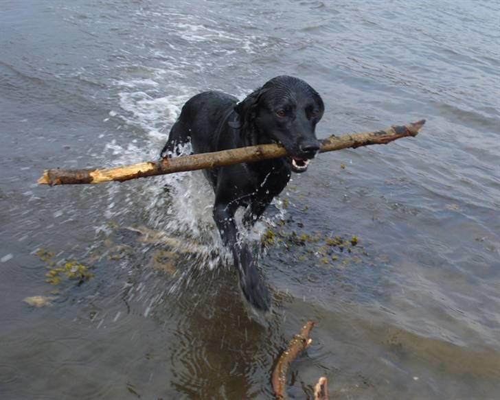 Labrador retriever Laika billede 18