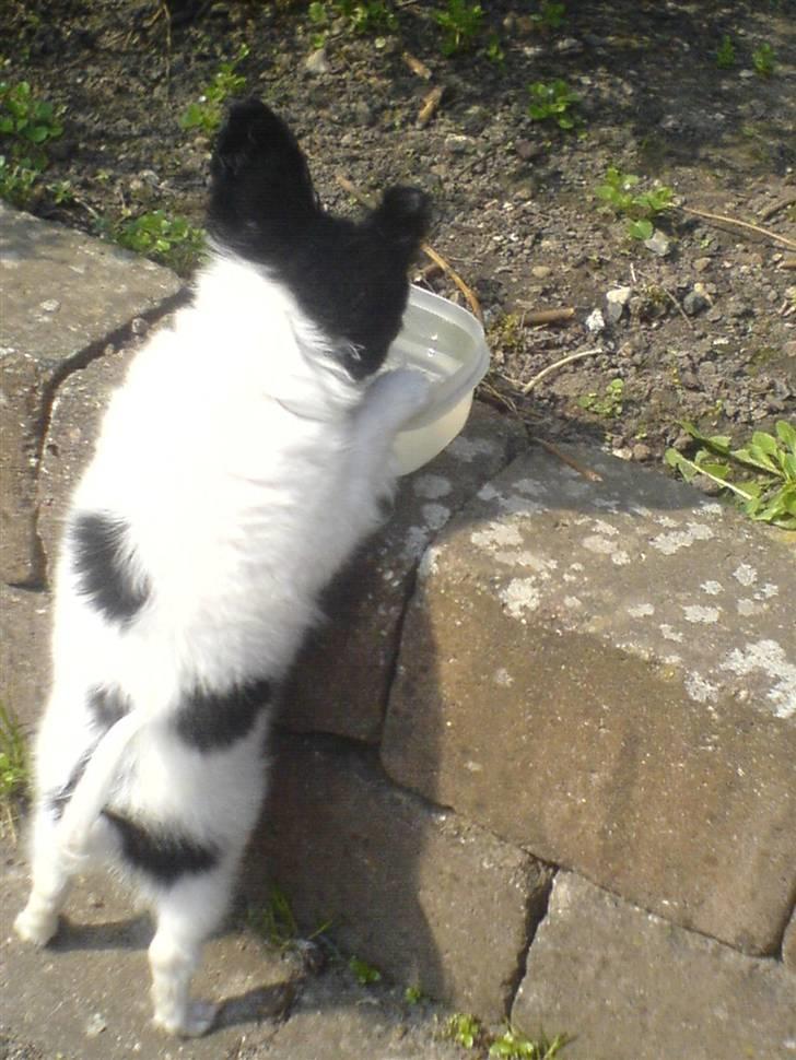 Papillon Silke <3 - Er lige høj nok til at nå vandet på kanten :) billede 9