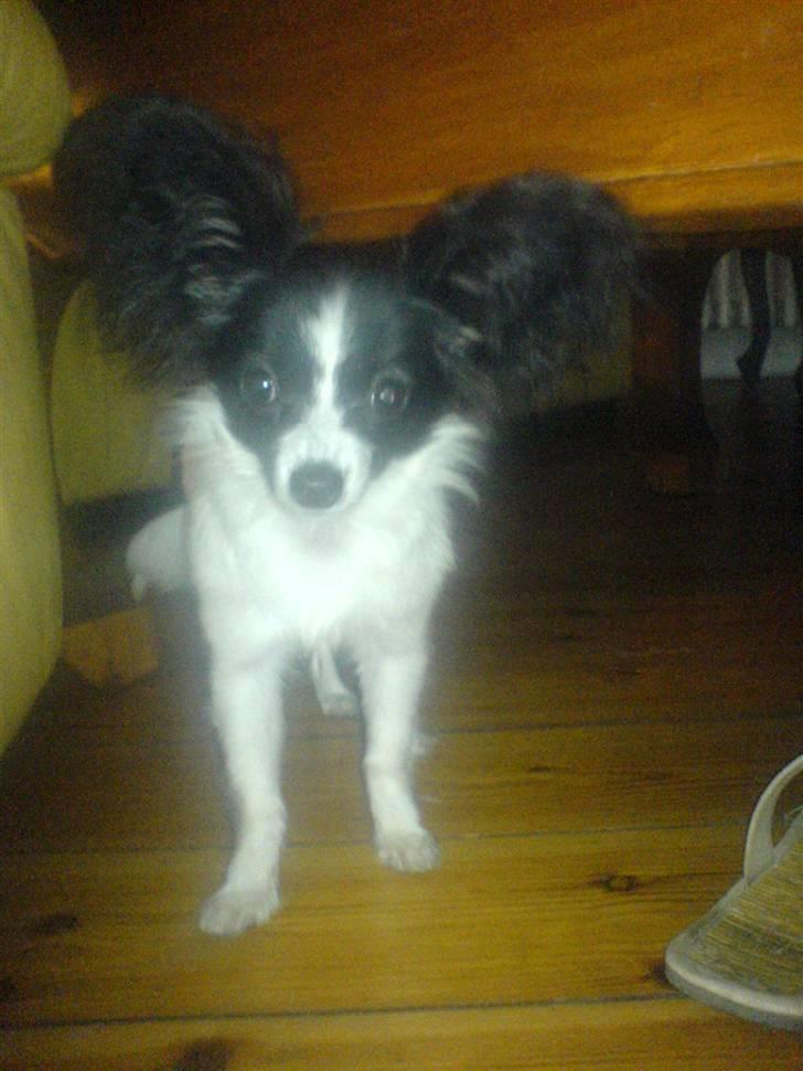 Papillon Silke <3 - Hva´ så? ;D billede 10