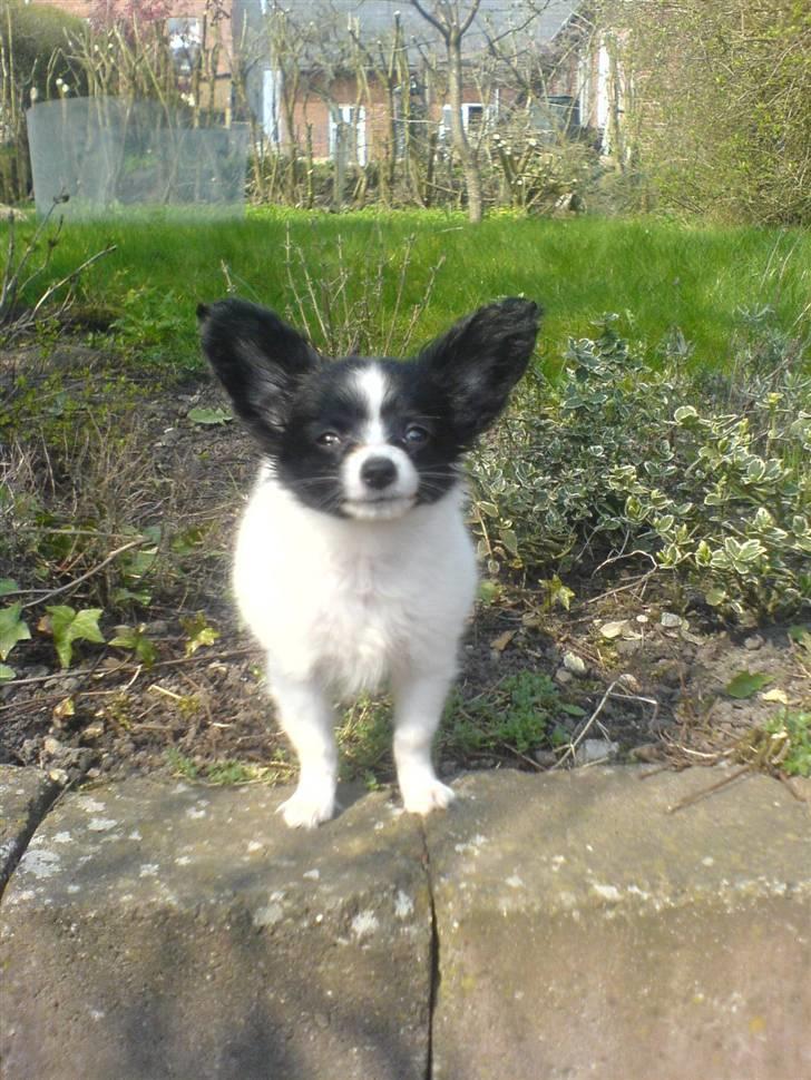 Papillon Silke <3 - Silke i haven <3 billede 11