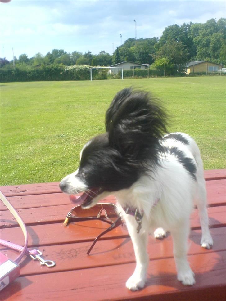 Papillon Silke <3 - Det er hårdt at være i parken ;D billede 12