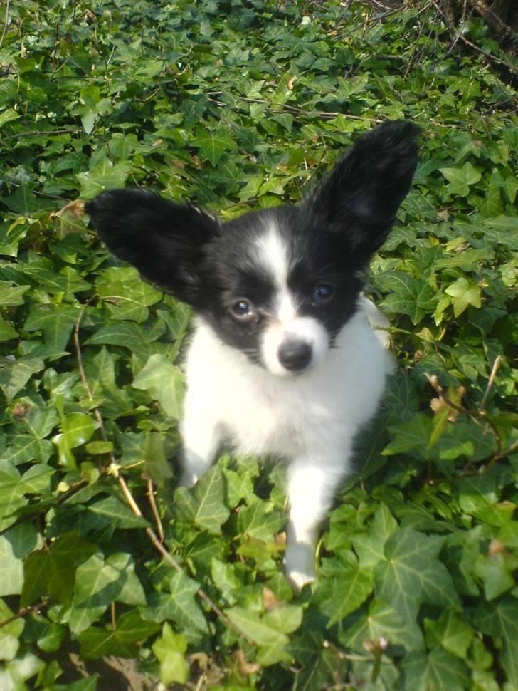 Papillon Silke <3 - Hej mor :) billede 13