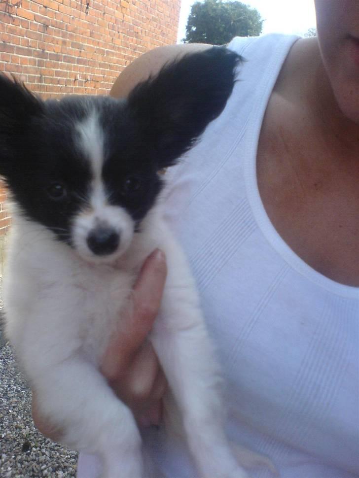 Papillon Silke <3 billede 15