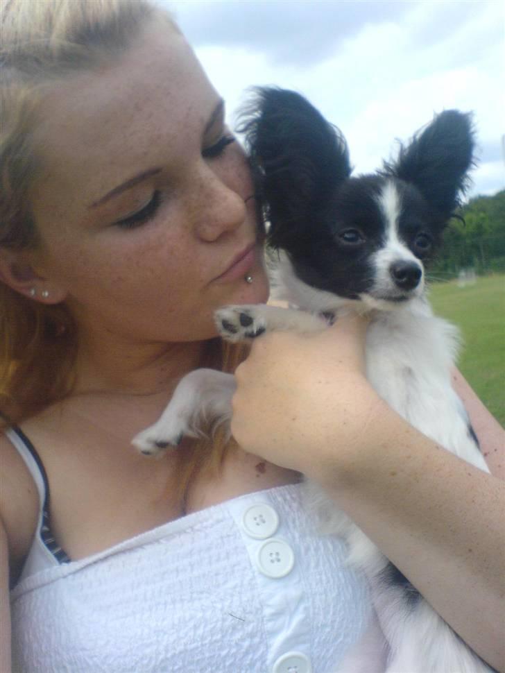 Papillon Silke <3 - <3 billede 16