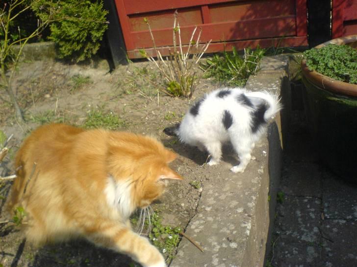 Papillon Silke <3 - Silke og Mikkel i haven :) billede 17