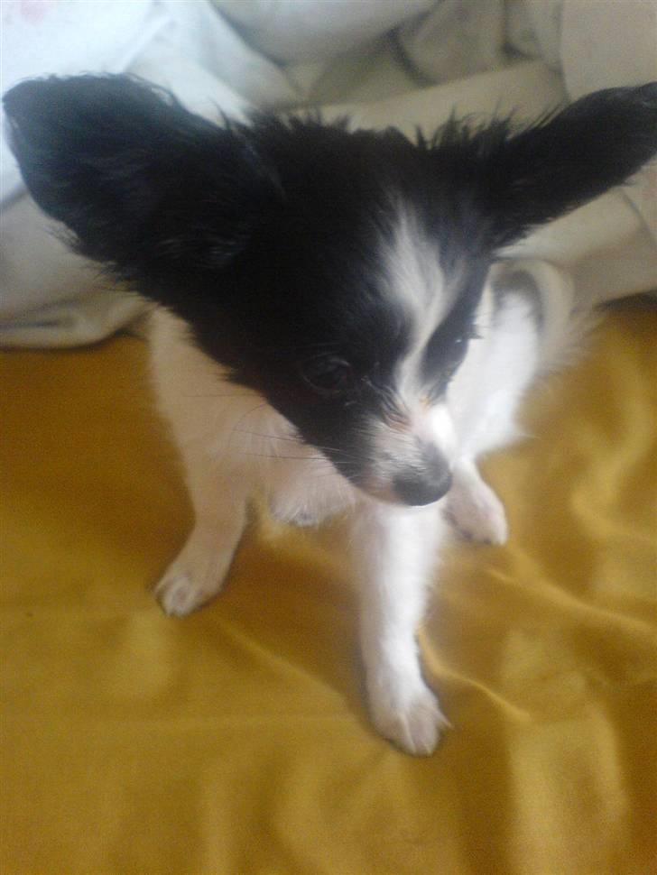 Papillon Silke <3 - Silke i mors seng :) billede 19