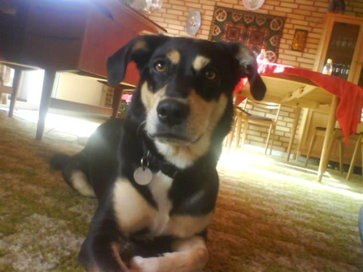 Blanding af racer Mickey billede 12