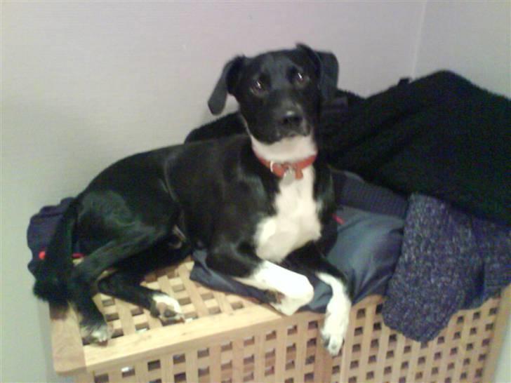 Blanding af racer Thejs - <33 billede 14