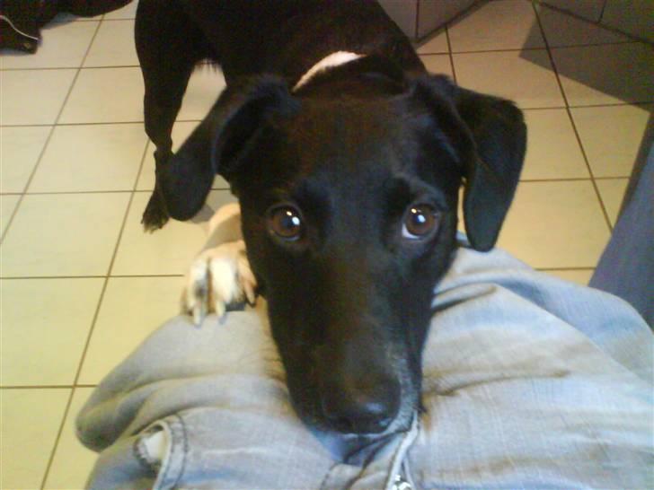 Blanding af racer Thejs - nuurh billede 15