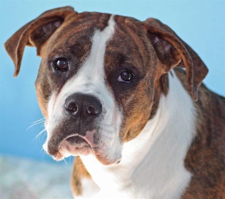 Blanding af racer Bella - Vores smukke Bella pige billede 1